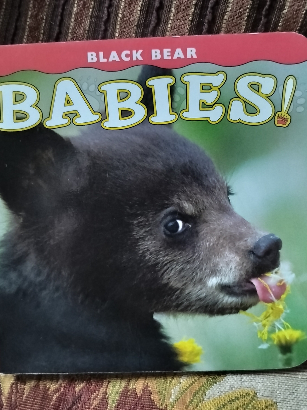 Black Bear Babies! Hardcover Board Book